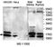 Small Ubiquitin Like Modifier 4 antibody, MBS415503, MyBioSource, Western Blot image 