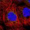 Butyrophilin Subfamily 2 Member A2 antibody, NBP2-14367, Novus Biologicals, Immunofluorescence image 