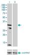 Potassium Voltage-Gated Channel Subfamily J Member 15 antibody, H00003772-M01, Novus Biologicals, Western Blot image 