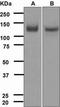 Neurotrophic Receptor Tyrosine Kinase 1 antibody, GTX62801, GeneTex, Western Blot image 