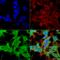 Ankyrin-1 antibody, LS-C775916, Lifespan Biosciences, Immunocytochemistry image 