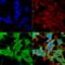 Ankyrin-R antibody, LS-C775916, Lifespan Biosciences, Immunocytochemistry image 