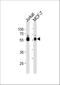 Zinc Finger And SCAN Domain Containing 32 antibody, A15854, Boster Biological Technology, Western Blot image 