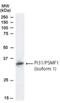Proteasome Inhibitor Subunit 1 antibody, NB100-1178, Novus Biologicals, Western Blot image 