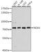 NADPH Oxidase 4 antibody, LS-C746933, Lifespan Biosciences, Western Blot image 