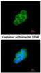 14-3-3 protein epsilon antibody, NBP1-33554, Novus Biologicals, Immunocytochemistry image 