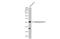 SRBC antibody, GTX113627, GeneTex, Western Blot image 