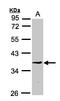 Ribosome Production Factor 2 Homolog antibody, LS-C185856, Lifespan Biosciences, Western Blot image 
