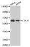 Cell Division Cycle 6 antibody, MBS125705, MyBioSource, Western Blot image 