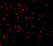 Caspase 5 antibody, 3457, ProSci, Immunofluorescence image 