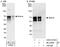 IK1 antibody, A303-516A, Bethyl Labs, Immunoprecipitation image 