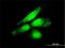 Nuclear Factor, Erythroid 2 Like 2 antibody, H00004780-M03, Novus Biologicals, Immunofluorescence image 