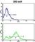 CD248 Molecule antibody, abx032973, Abbexa, Western Blot image 