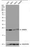 RAB7A, Member RAS Oncogene Family antibody, PA5-78238, Invitrogen Antibodies, Western Blot image 