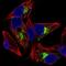 Insulin Like Growth Factor Binding Protein 1 antibody, NBP2-33475, Novus Biologicals, Immunofluorescence image 