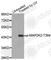 Mitogen-Activated Protein Kinase Kinase 2 antibody, AP0121, ABclonal Technology, Western Blot image 