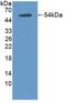 Thrombomodulin antibody, MBS2027127, MyBioSource, Western Blot image 