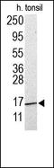 Gastric Inhibitory Polypeptide antibody, 250231, Abbiotec, Western Blot image 