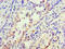 Inhibin Subunit Beta A antibody, LS-C678347, Lifespan Biosciences, Immunohistochemistry paraffin image 