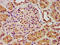 Ankyrin-3 antibody, LS-C672884, Lifespan Biosciences, Immunohistochemistry paraffin image 