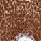 Tetratricopeptide Repeat Domain 12 antibody, NBP1-83693, Novus Biologicals, Immunohistochemistry frozen image 