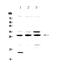 Thiopurine S-Methyltransferase antibody, PA5-80176, Invitrogen Antibodies, Western Blot image 