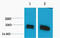 H1F1 antibody, A09849, Boster Biological Technology, Western Blot image 