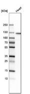 Histidine Rich Calcium Binding Protein antibody, NBP1-81208, Novus Biologicals, Western Blot image 