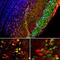 Secretagogin, EF-Hand Calcium Binding Protein antibody, M10629-2, Boster Biological Technology, Immunofluorescence image 