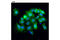 Thymidylate Synthetase antibody, 9045T, Cell Signaling Technology, Immunofluorescence image 