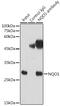 NAD(P)H Quinone Dehydrogenase 1 antibody, GTX09504, GeneTex, Immunoprecipitation image 