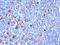 Fascin Actin-Bundling Protein 1 antibody, MBS438854, MyBioSource, Immunohistochemistry frozen image 