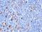 Fascin Actin-Bundling Protein 1 antibody, MBS438854, MyBioSource, Immunohistochemistry frozen image 