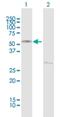 Cereblon antibody, H00051185-B01P, Novus Biologicals, Western Blot image 