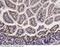 Leukocyte Associated Immunoglobulin Like Receptor 1 antibody, 51030-T24, Sino Biological, Immunohistochemistry frozen image 