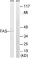 FAS antibody, LS-C117897, Lifespan Biosciences, Western Blot image 