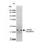 Sodium Voltage-Gated Channel Beta Subunit 2 antibody, MA5-27665, Invitrogen Antibodies, Western Blot image 