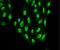 Autophagy Related 12 antibody, 23007, QED Bioscience, Immunofluorescence image 