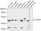 Annexin A7 antibody, 19-140, ProSci, Western Blot image 