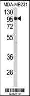 Bromo Adjacent Homology Domain Containing 1 antibody, MBS9203483, MyBioSource, Western Blot image 