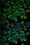 EPH Receptor B2 antibody, orb129600, Biorbyt, Immunofluorescence image 