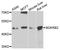 Bradykinin Receptor B2 antibody, A2844, ABclonal Technology, Western Blot image 