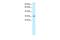 TAL BHLH Transcription Factor 1, Erythroid Differentiation Factor antibody, PA5-46840, Invitrogen Antibodies, Western Blot image 