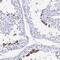 Transcription Elongation Factor A Like 3 antibody, NBP2-46855, Novus Biologicals, Immunohistochemistry paraffin image 