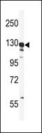 G2 And S-Phase Expressed 1 antibody, MBS9206679, MyBioSource, Western Blot image 