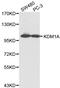 Lysine Demethylase 1A antibody, LS-C192409, Lifespan Biosciences, Western Blot image 