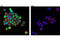 CCAAT Enhancer Binding Protein Alpha antibody, 8178S, Cell Signaling Technology, Immunocytochemistry image 