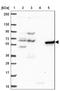 P21 (RAC1) Activated Kinase 3 antibody, NBP2-38890, Novus Biologicals, Western Blot image 