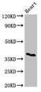 T-cell surface glycoprotein CD1c antibody, LS-C677428, Lifespan Biosciences, Western Blot image 