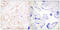GATA Binding Protein 3 antibody, abx012817, Abbexa, Immunohistochemistry frozen image 
